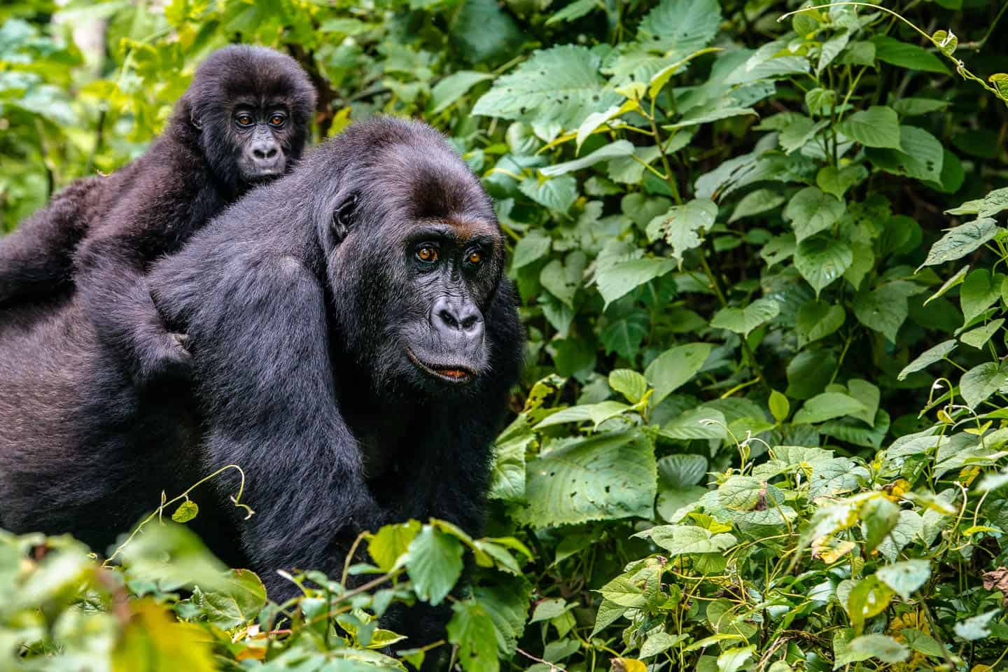 Budongo Forest