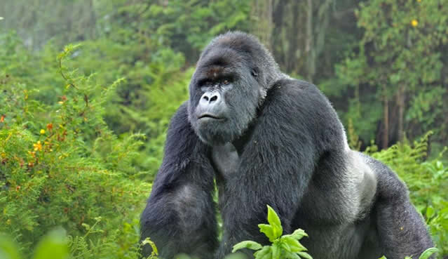 Fly-in gorilla trekking Uganda