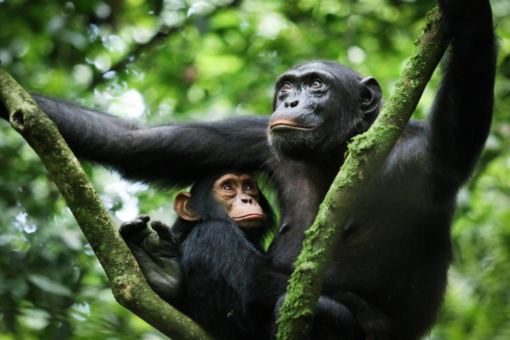 Kibale Forest National Park