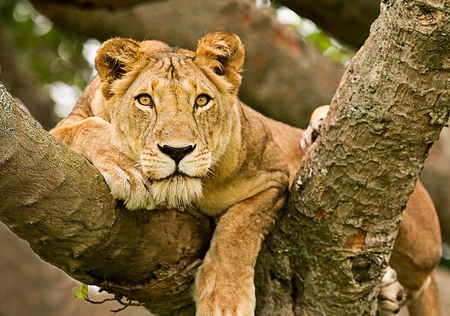 Queen Elizabeth National Park, Uganda: Where the Savannah Comes Alive